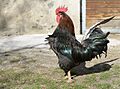 Rooster in Lajen