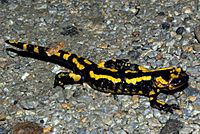 Salamandra salamandra 01 by-dpc.jpg