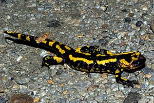 Archivo:Salamandra salamandra 01 by-dpc