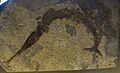 Saurichthys curionii