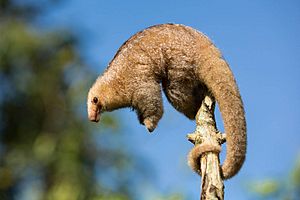 Archivo:Silky Anteater