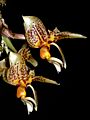 Stanhopea shuttleworthii Orchi 2012-07-13 162