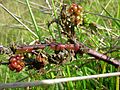 Starr 051123-5456 Rubus discolor