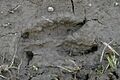 Sus scrofa track