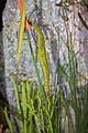 Syngnathoides biaculeatus 03