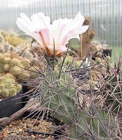 Tephrocactus alexanderi 01.jpg
