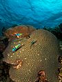 Three Thalassoma bifasciatum (blue-headed wrasse) swimming over a large Diploria strigosa (maze brain coral)