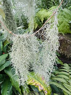 Archivo:Tillandsia usneoides (14956541092)