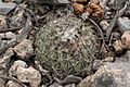 Turbinicarpus saueri