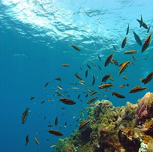 Archivo:Underwater internal reflection