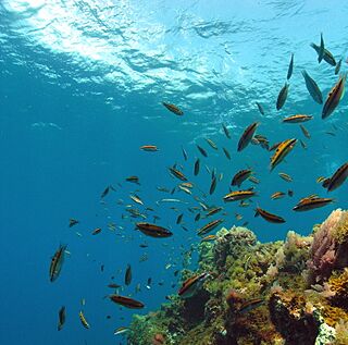Underwater internal reflection.jpg