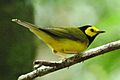 Wilsonia citrina (Belize)