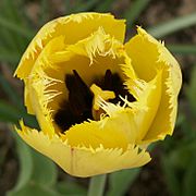 Yellow fringed tulip