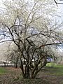20130410Gartenschaupark Hockenheim02