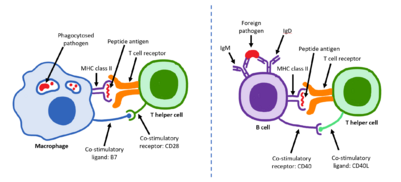 Archivo:Activation of T and B cells