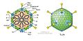 Adenoviridae virion