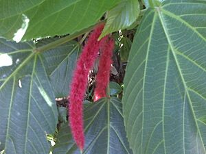 Archivo:Amaranthus dubius 2012 002