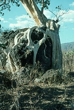 Amate-tree-guerrero.jpg