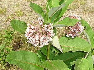 Archivo:Asclepias syriaca