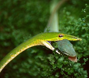 Archivo:Asian Vine Snake (Ahaetulla prasina) eating a Green Anole (Anolis carolinensis) male (35652458363)