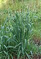 Avena sativa plant, haverplant