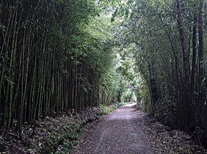 Archivo:Bamboo forest - Volcanic Complex of Furnas