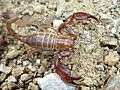 Belisarius xambeui