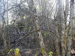 Archivo:Calotmul (Yaxkukul), Yucatán (09)