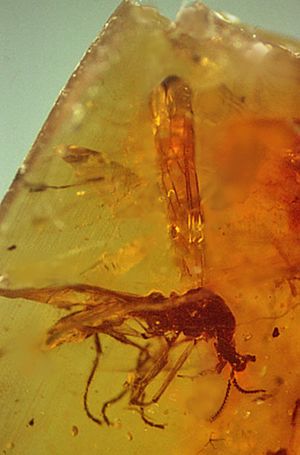 Archivo:Cascoplecia fossil in Burmese amber