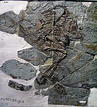 Archivo:Caudipteryx zoui