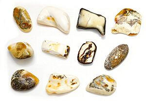 Archivo:Colours of baltic amber2