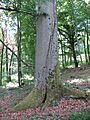 Dicke Buche bei Sulzthal