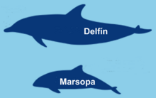 Archivo:Dif marsopa delfin