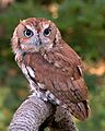 EasternScreechOwl-Rufous