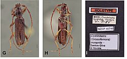 Elytrimitatrix incognita.jpg