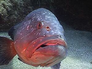 Archivo:Epinephelus marginatus