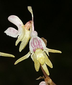 Archivo:Epipogium aphyllum flowers