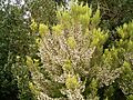 Erica arborea (Barlovento) 01 ies