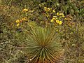Espeletia glandulosa