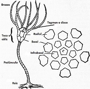 Archivo:Esquema crinoideo