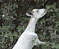 Ethiopian Goat (2144240745)