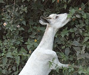 Archivo:Ethiopian Goat (2144240745)