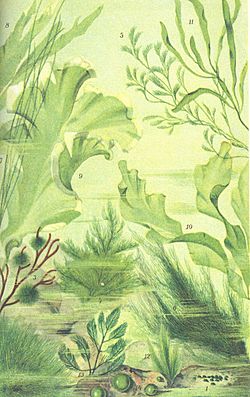 FMIB 53672 Algues vertes, Chlorophycees.jpg