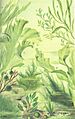 FMIB 53672 Algues vertes, Chlorophycees