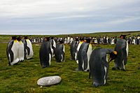 Archivo:Falkland Islands Penguins 07