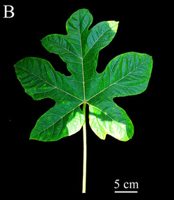 Fig 4. Morphology of Vasconcellea carvalhoae (CHAX227) (cropped).tif