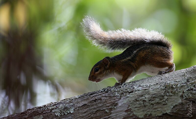 Funisciurus pyrropus 14006853