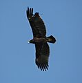 Greater spotted Eagle ( Aquila clanga)10-31-2006 2-50-11 PM