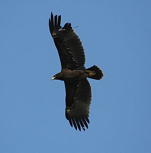 Archivo:Greater spotted Eagle ( Aquila clanga)10-31-2006 2-50-11 PM