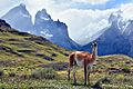 Guanaco Patagonico